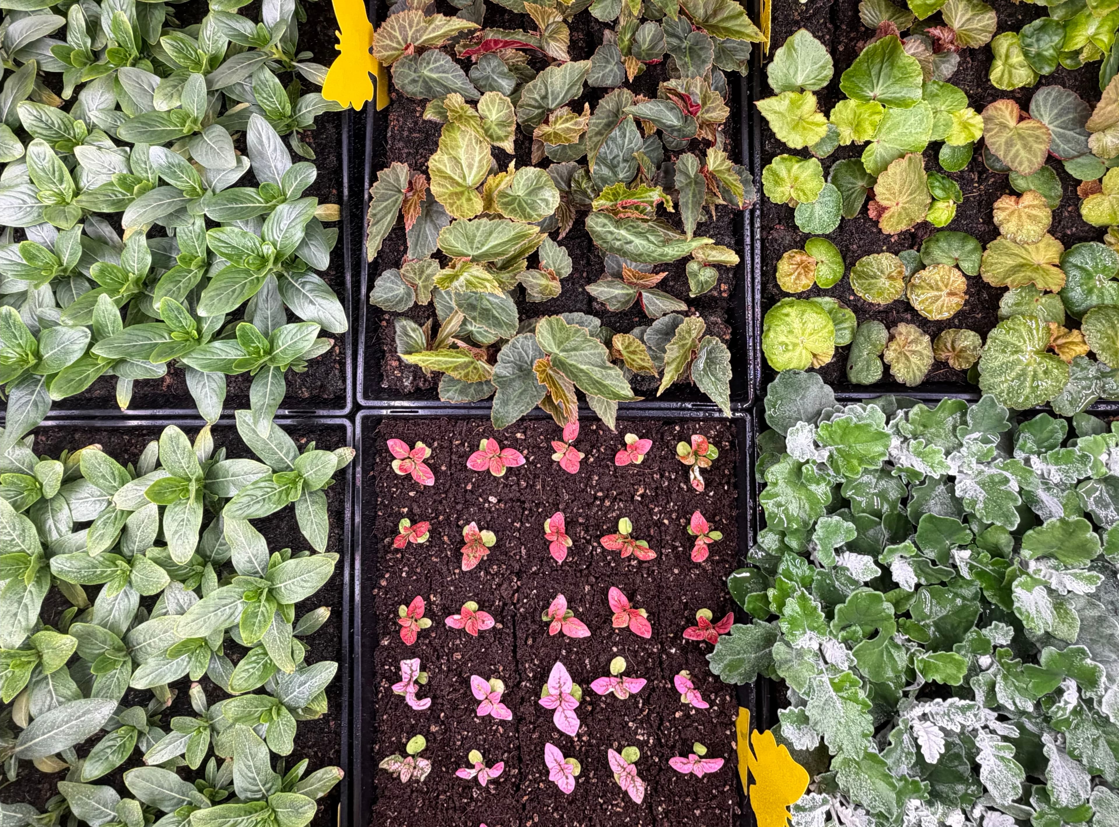 photo of seedling